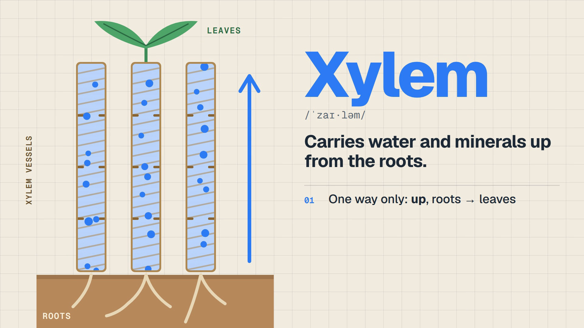 Poster for the plant-stem V2 example video.